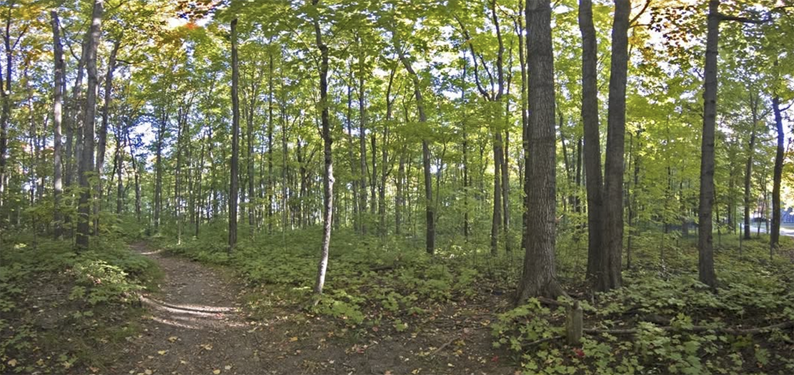 Deciduous woods--Sanford Natural Area, just north of Holmes Hall